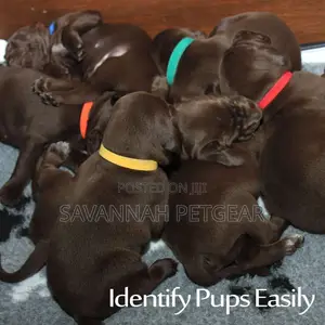 12 Colors Puppy ID Collars Whelping Dog Adjustable -XL Band