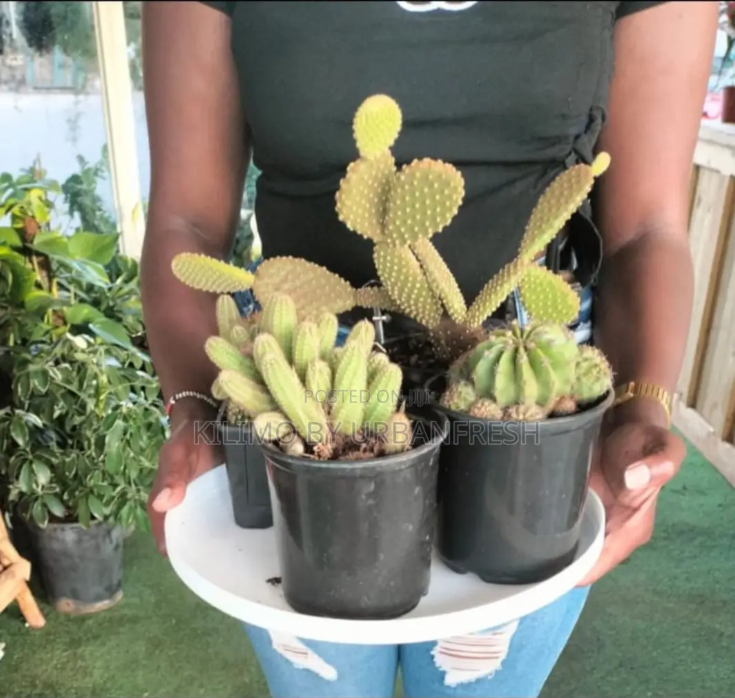 Cactus Wide Range Available