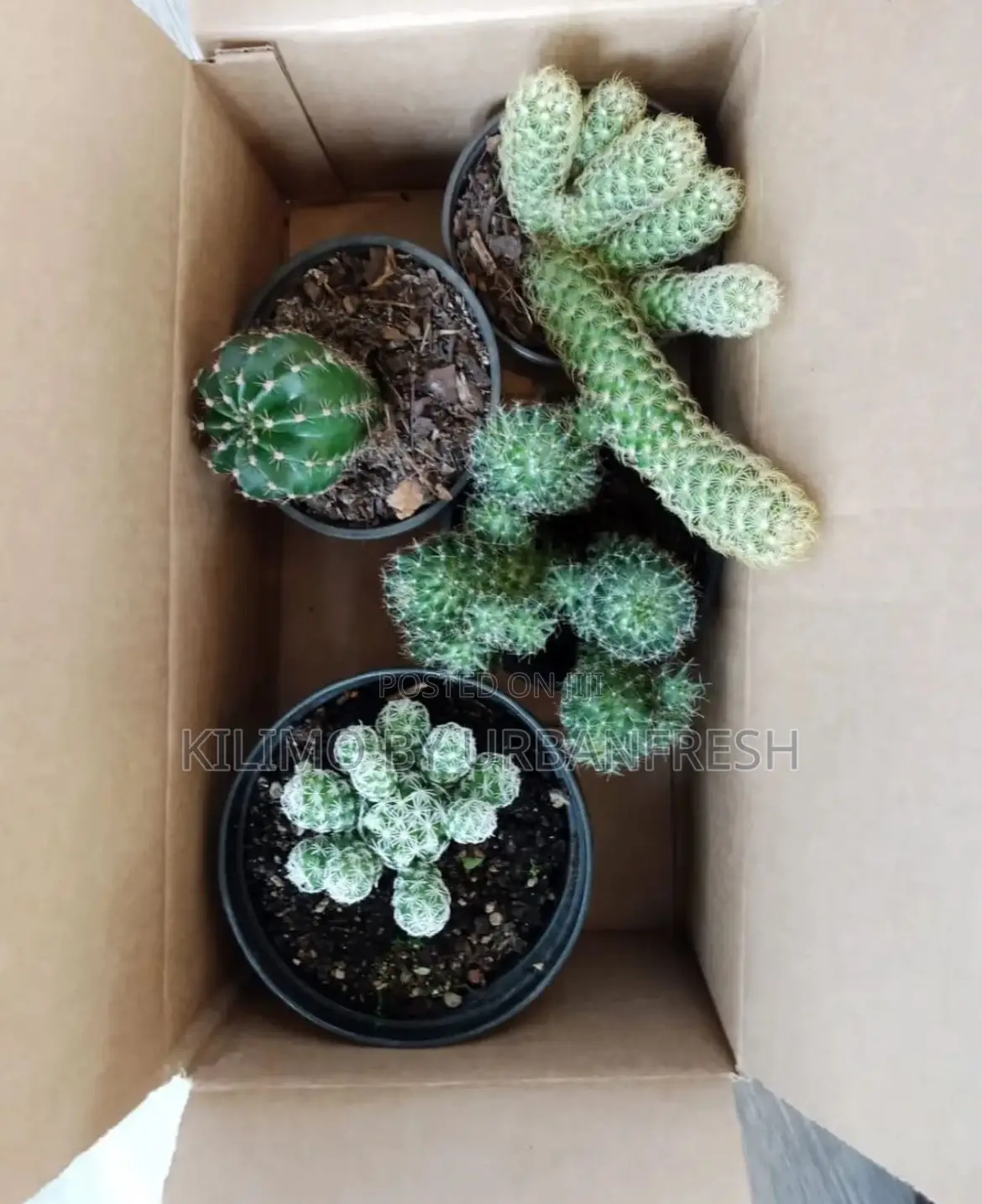 Cactus Wide Range Available
