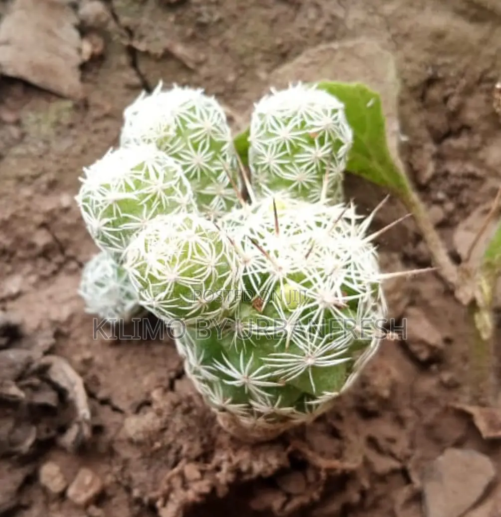 Cactus Wide Range Available