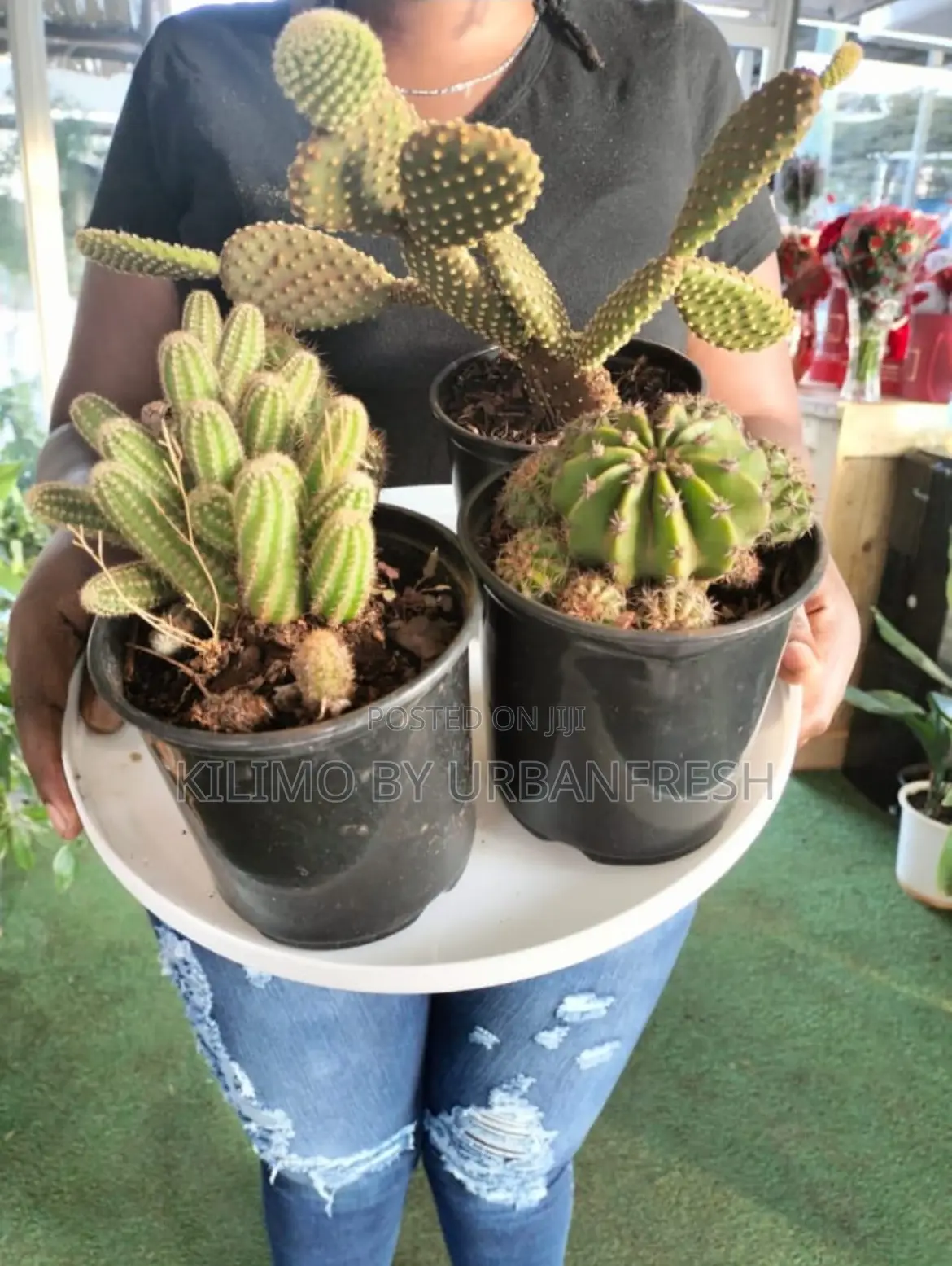 Cactus Wide Range Available