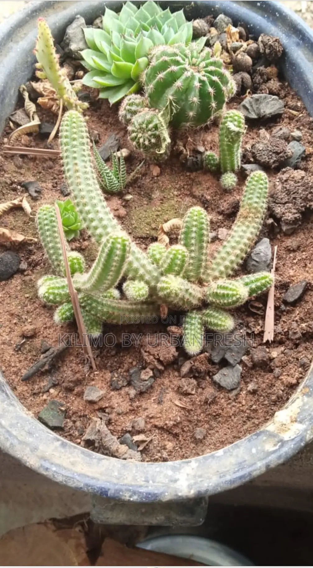 Cactus Wide Range Available