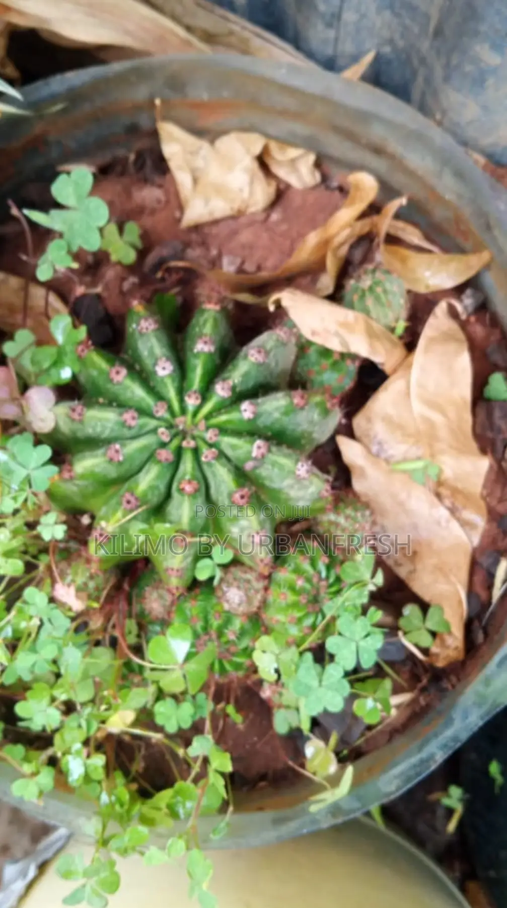 Cactus Wide Range Available