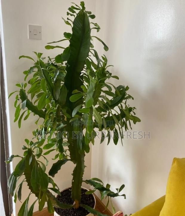 Cactus Wide Range Available - thumbnail 10