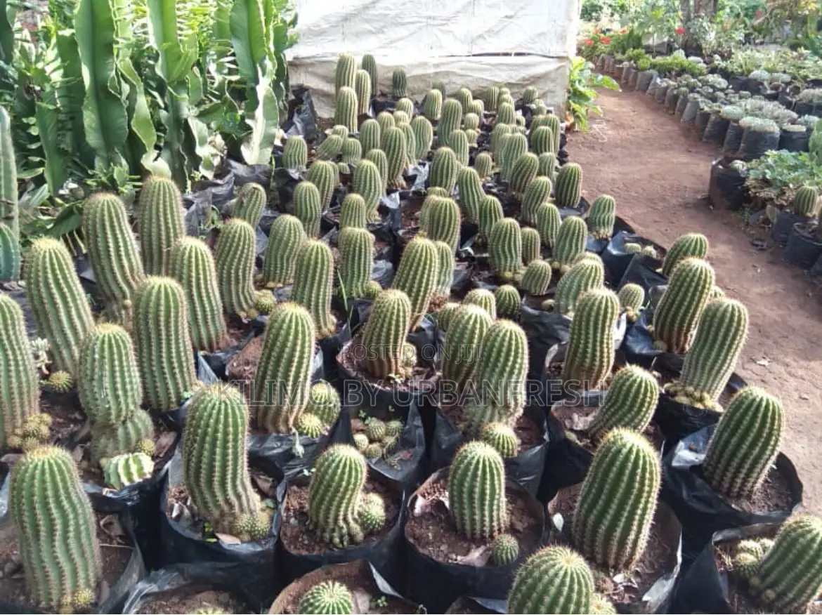 Cactus Wide Range Available