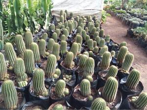 Cactus Wide Range Available - thumbnail 2