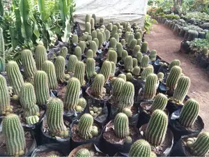 Cactus Wide Range Available