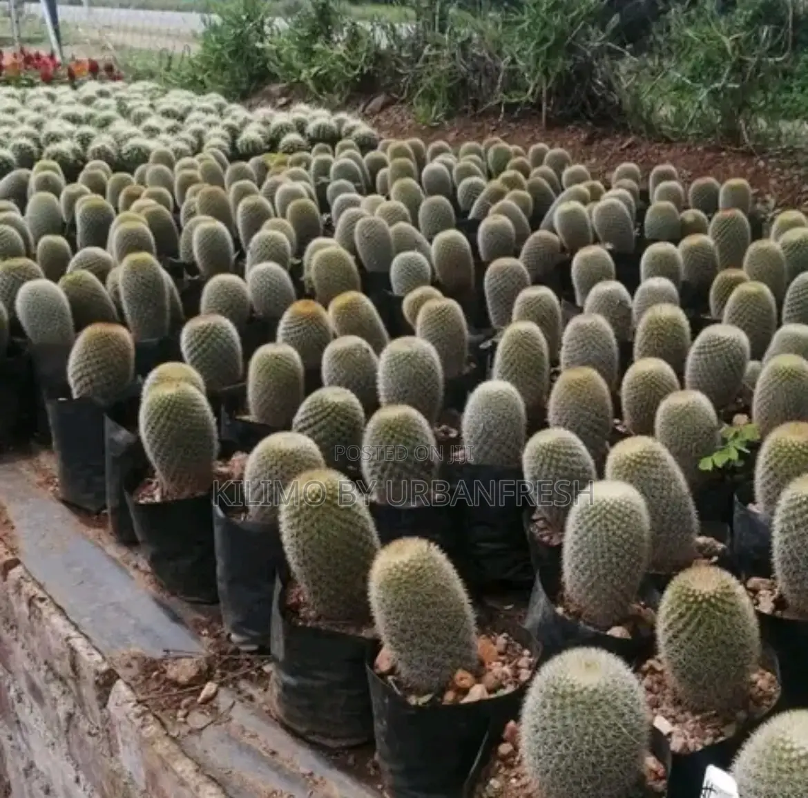 Cactus Wide Range Available