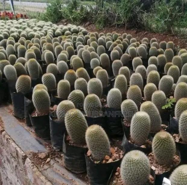 Cactus Wide Range Available - thumbnail 3