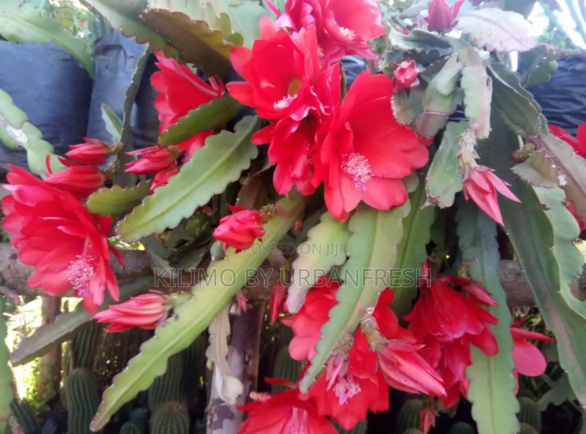 Cactus Wide Range Available