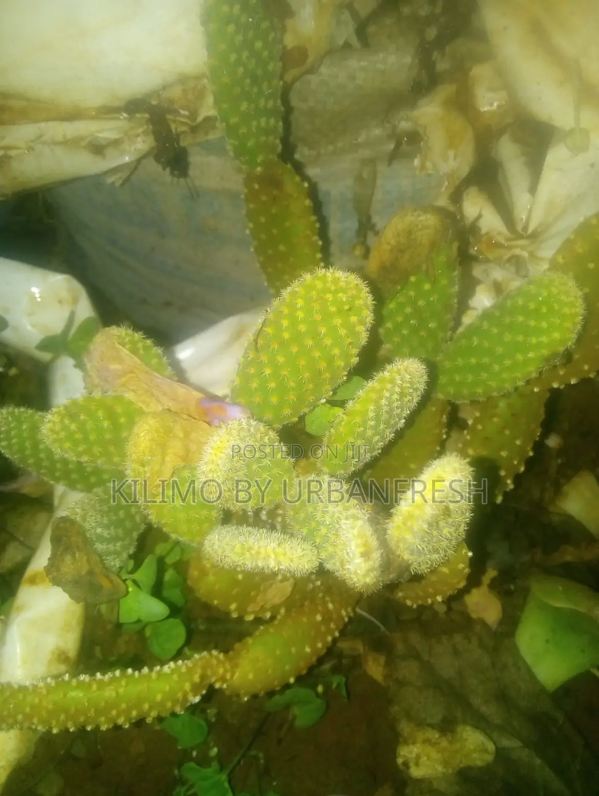 Cactus Wide Range Available