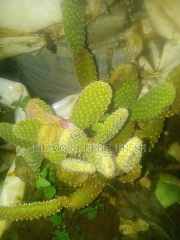 Cactus Wide Range Available - thumbnail 4