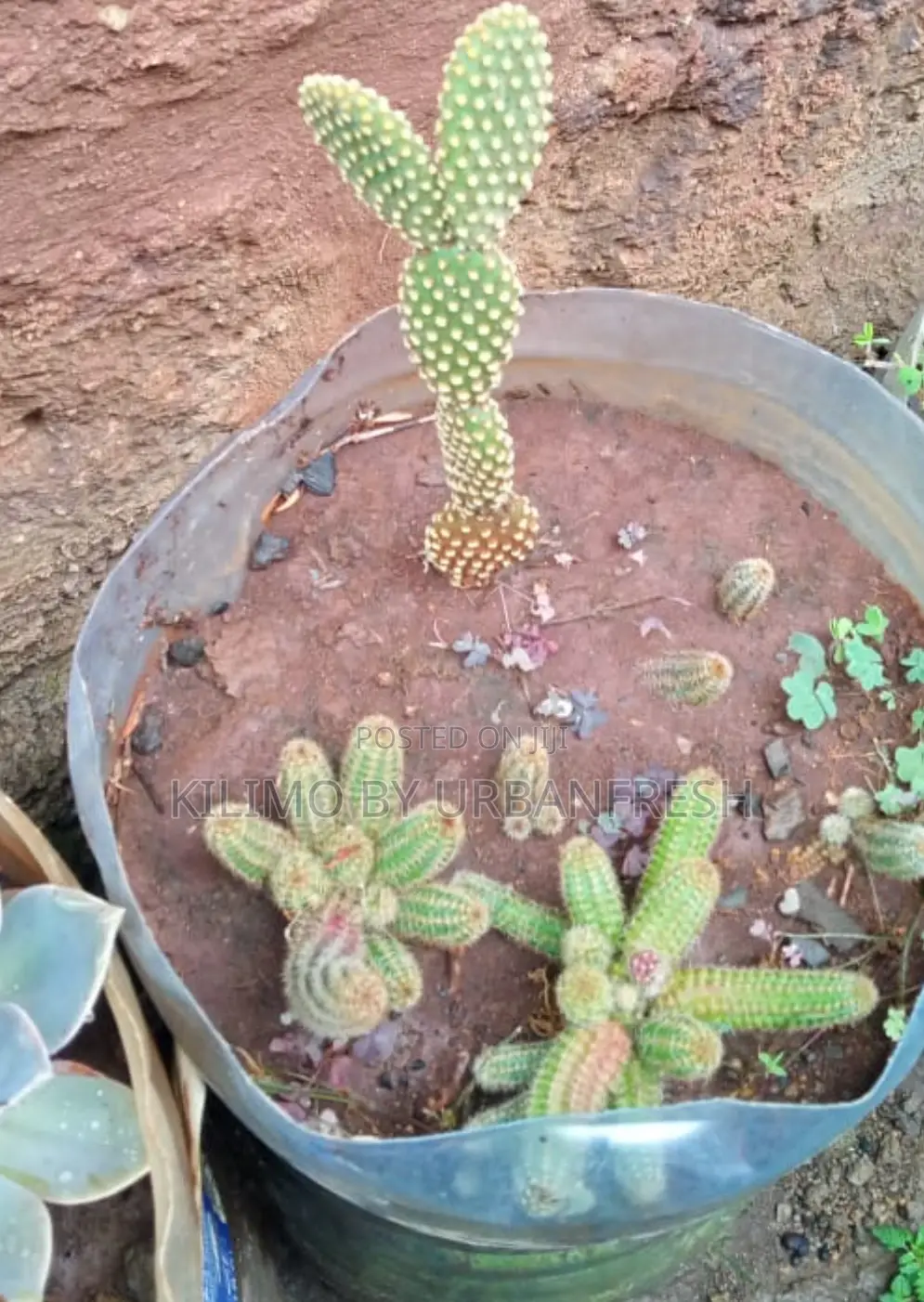 Cactus Wide Range Available