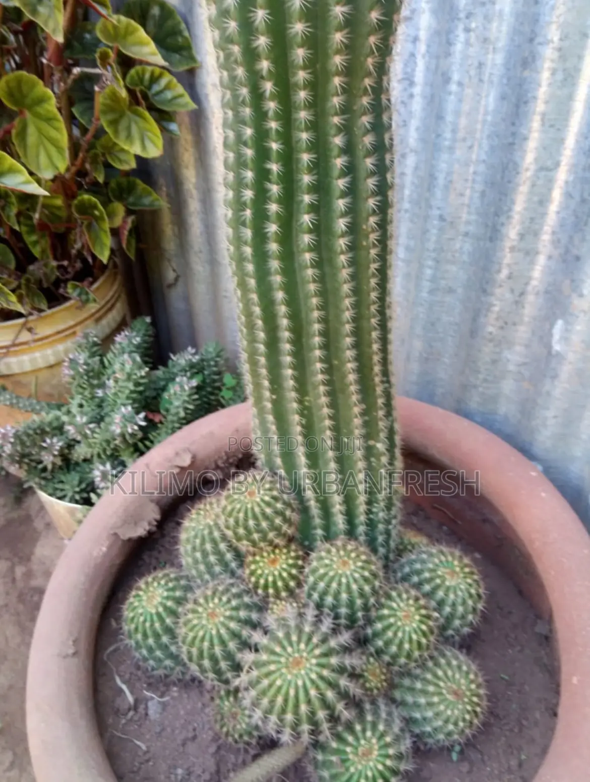 Cactus Wide Range Available