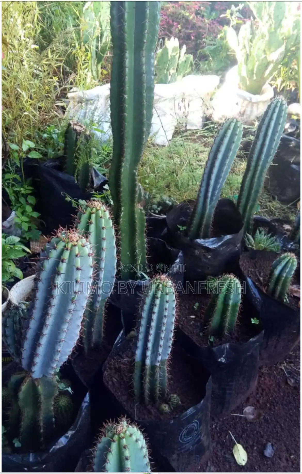 Cactus Wide Range Available