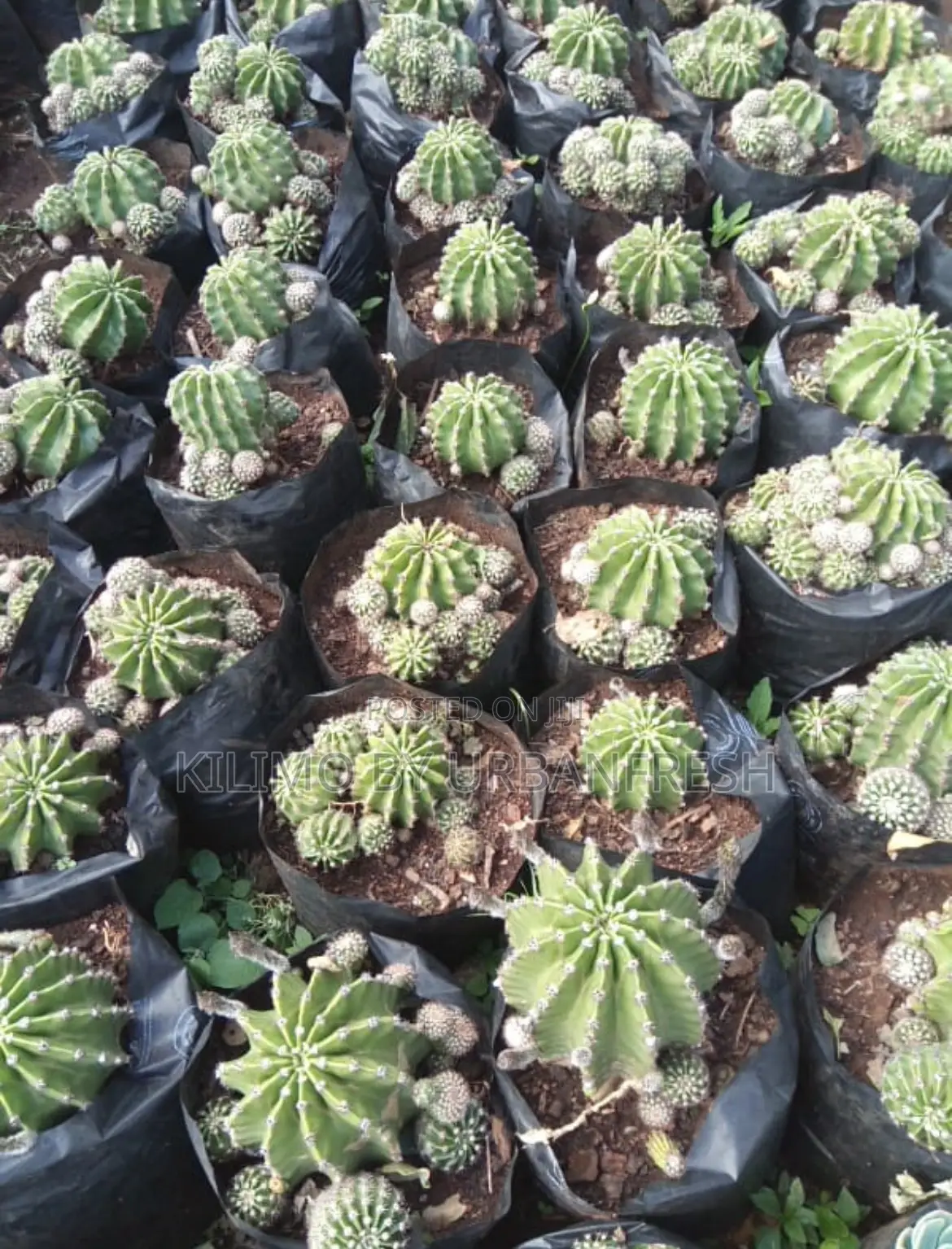 Cactus Wide Range Available
