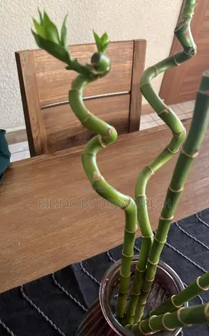 Lucky Bamboo Straight Curvy Tall