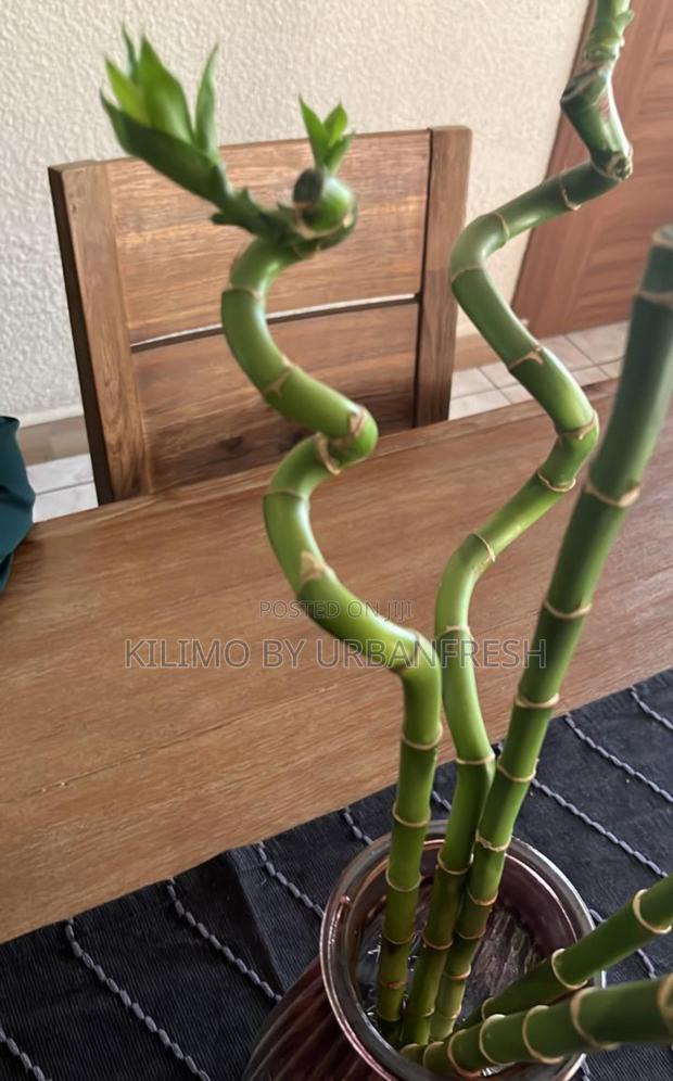 Lucky Bamboo Straight Curvy Tall - thumbnail 4