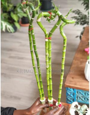 Lucky Bamboo Straight Curvy Tall - thumbnail 2