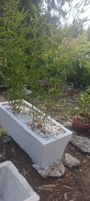 Cement Concrete Flower Pot