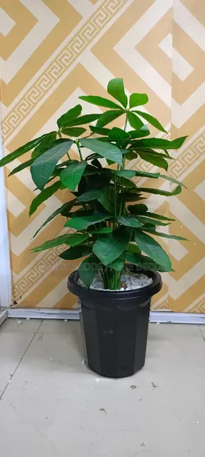 Planter Vase Black With Mango Plant