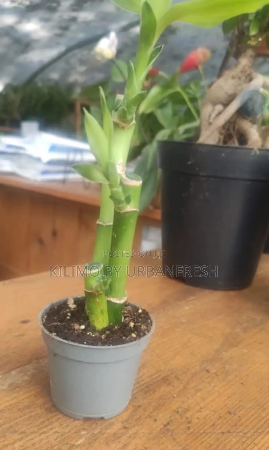 Short Lucky Bamboo 3pcs