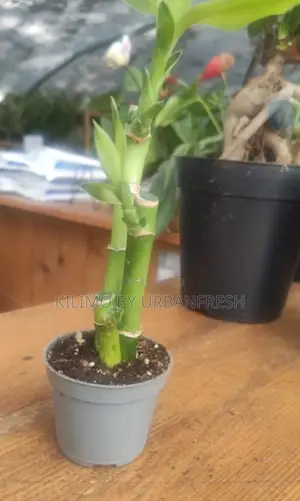 Short Lucky Bamboo 3pcs