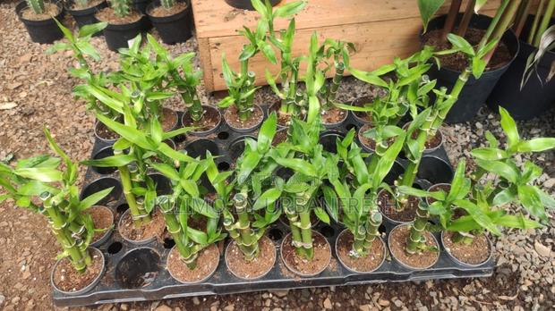 Short Lucky Bamboo 3pcs - thumbnail 2