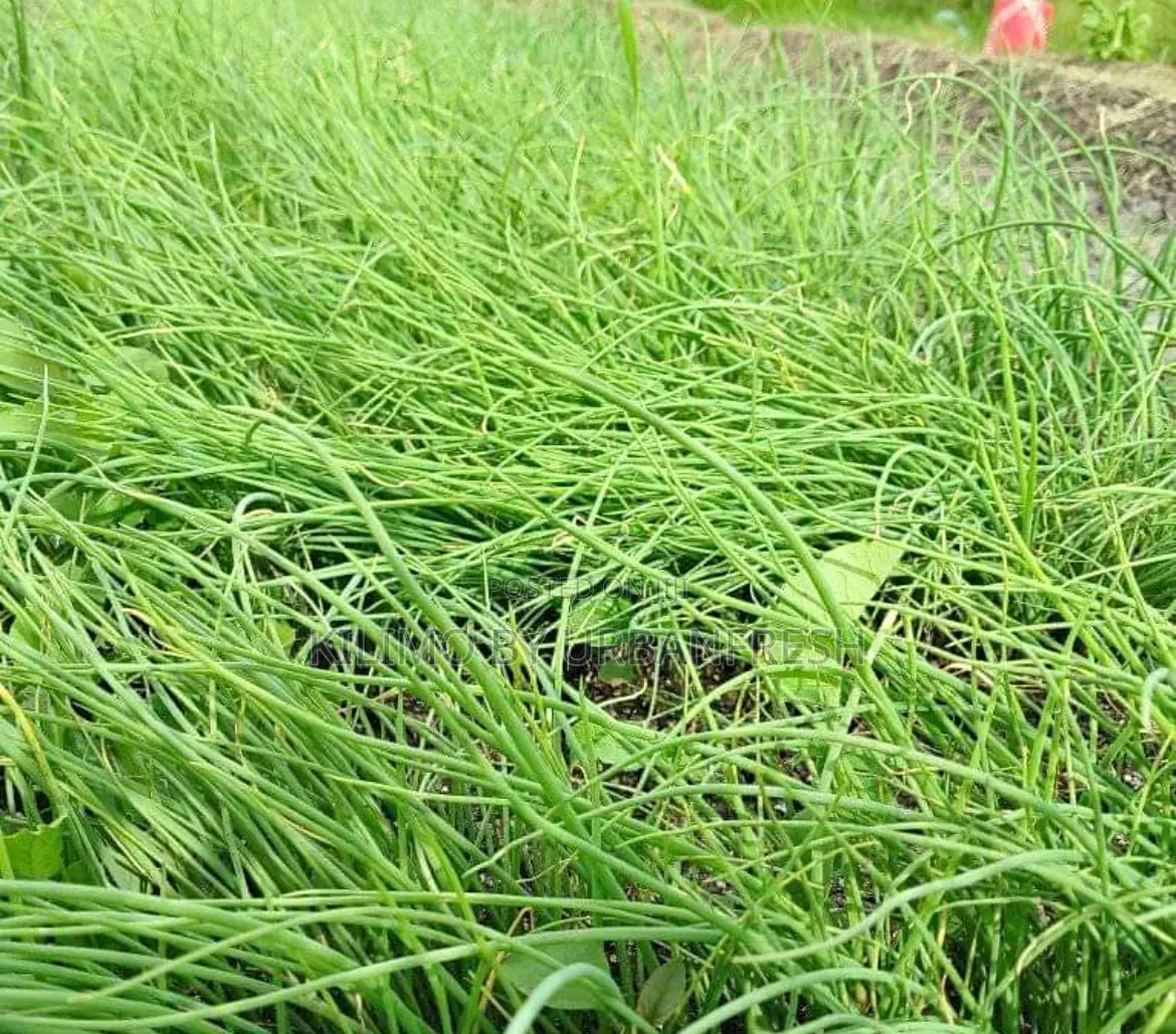 Onion Seedlings : Neptune /Malbec /Redcoach F1 Bunch of 600.