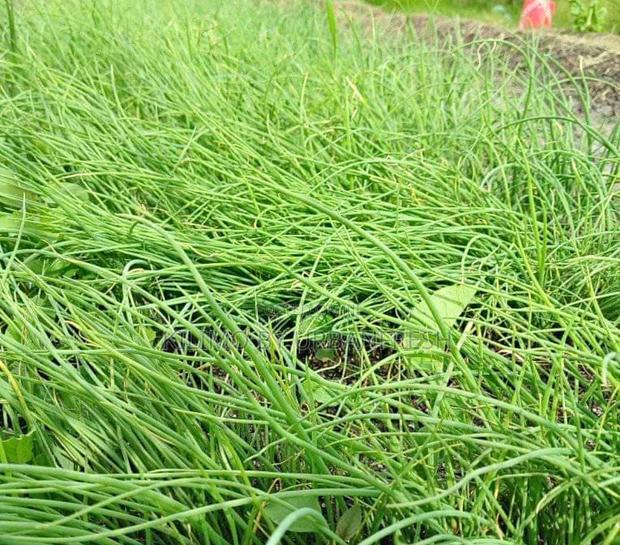 Onion Seedlings : Neptune /Malbec /Redcoach F1 Bunch of 600.