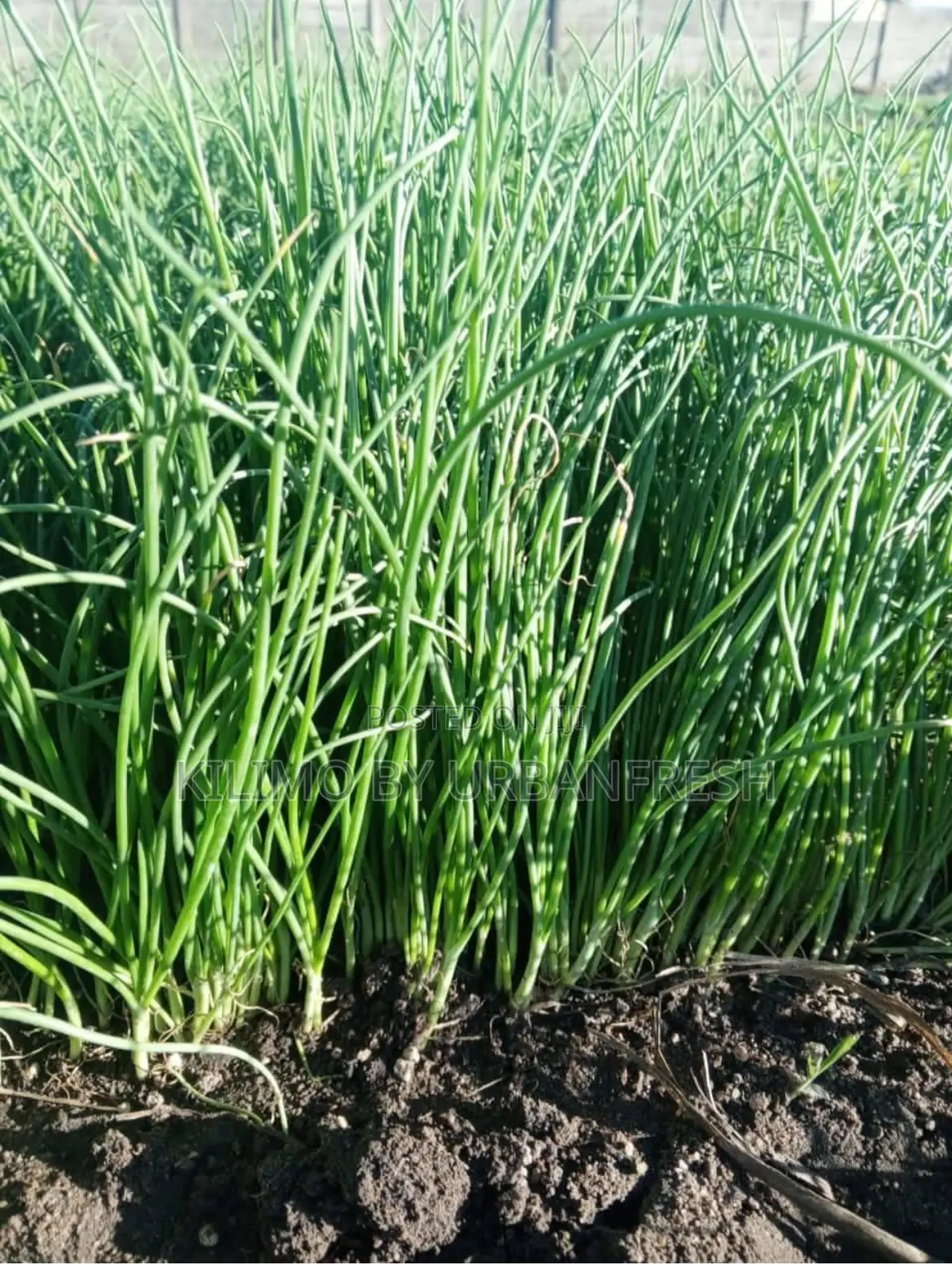 Onion Seedlings : Neptune /Malbec /Redcoach F1 Bunch of 600.