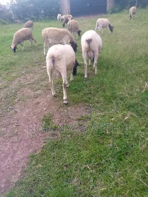 Pure Dorper Rams for Sale in Kisumu