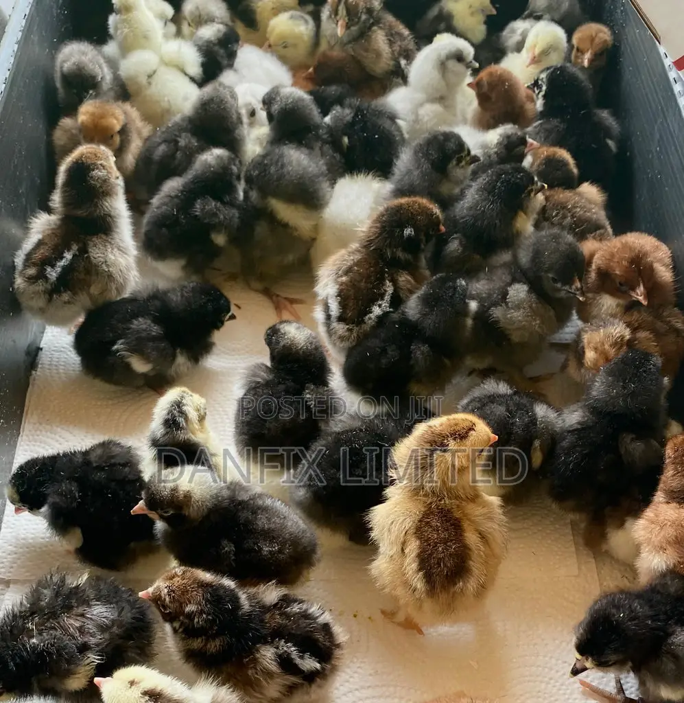 F1 Day Old Chicks (Kali Breed at 100