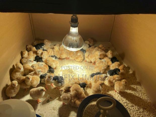 F1 Day Old Chicks (Kali Breed at 100 - thumbnail 3