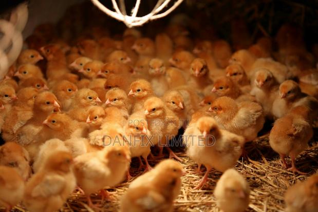 Kali Breed Improved Kienyeji Chicks for Sale