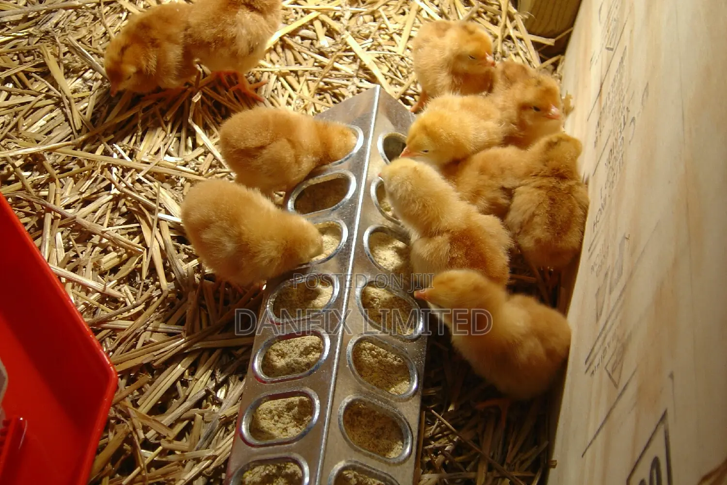 One Week Old Chicks(Kali) Available for Sale