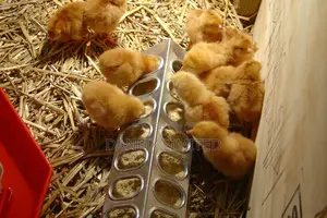 One Week Old Chicks(Kali) Available for Sale