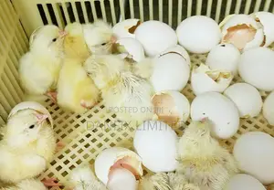 Day Old "Kali" Improved Kienyeji Chicks