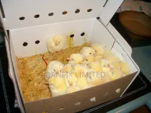 Day Old Chicks Available Pay on Delivery(Improved Kienyeji)