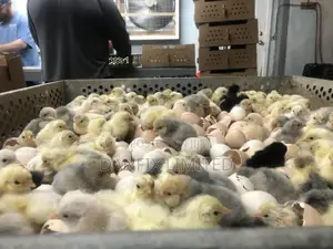 One Week Old Chicks(Kali Breed Improved )