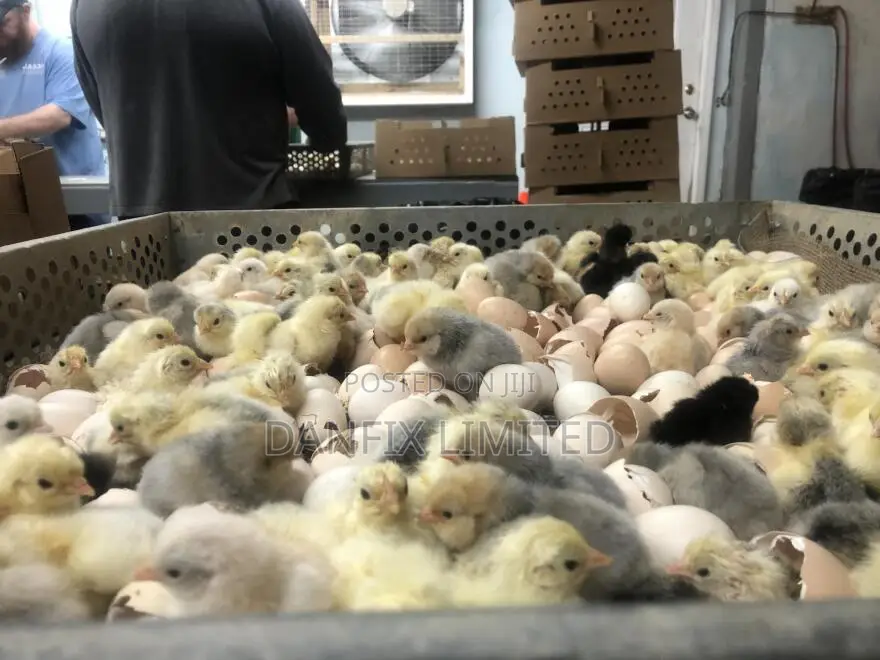 One Week Old Chicks(Kali Breed Improved )