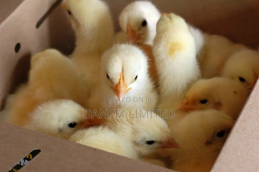 Day Old Chicks(Improved Kienyeji Chicks)
