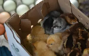 Day Old Chicks(Kali Improved Kienyeji Chicks) at 100