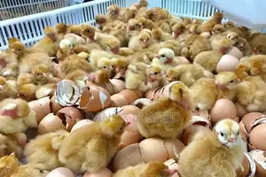 Day Old Chicks Available for Sale(Improved Kuloiler Breed)