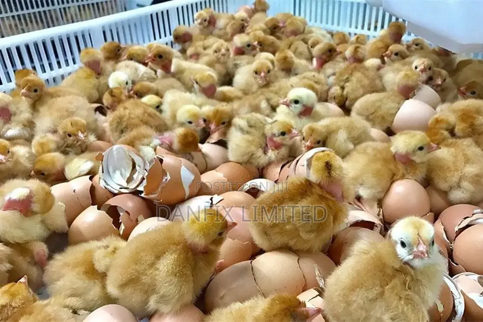 Day Old Chicks Available for Sale(Improved Kuloiler Breed)