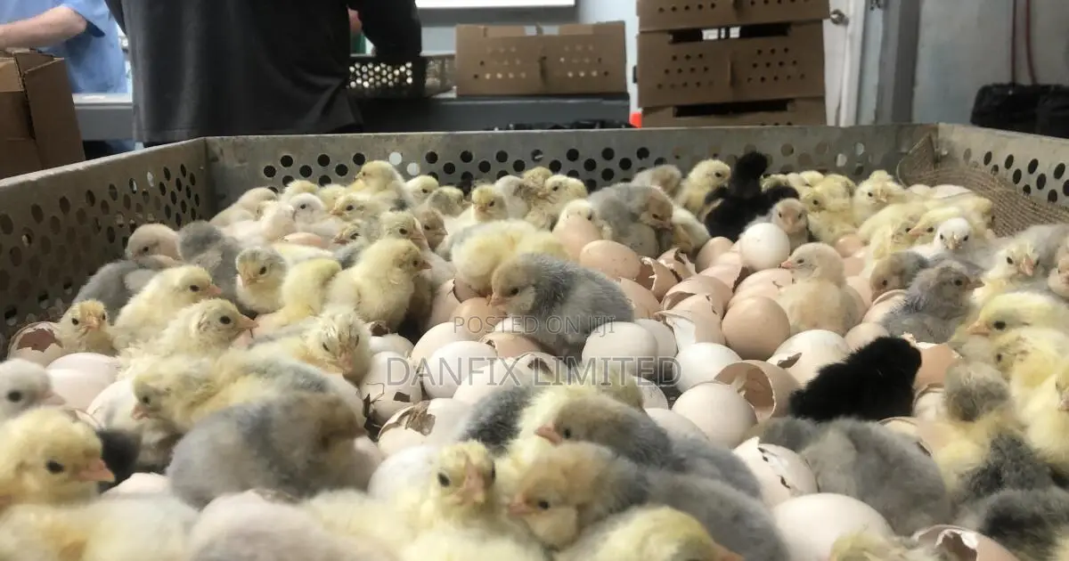 Get Day Old Vaccinated Chicks