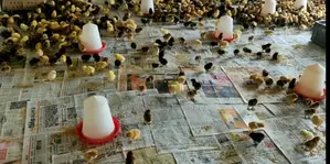 A Day Old Chicks(Improved Kienyeji)