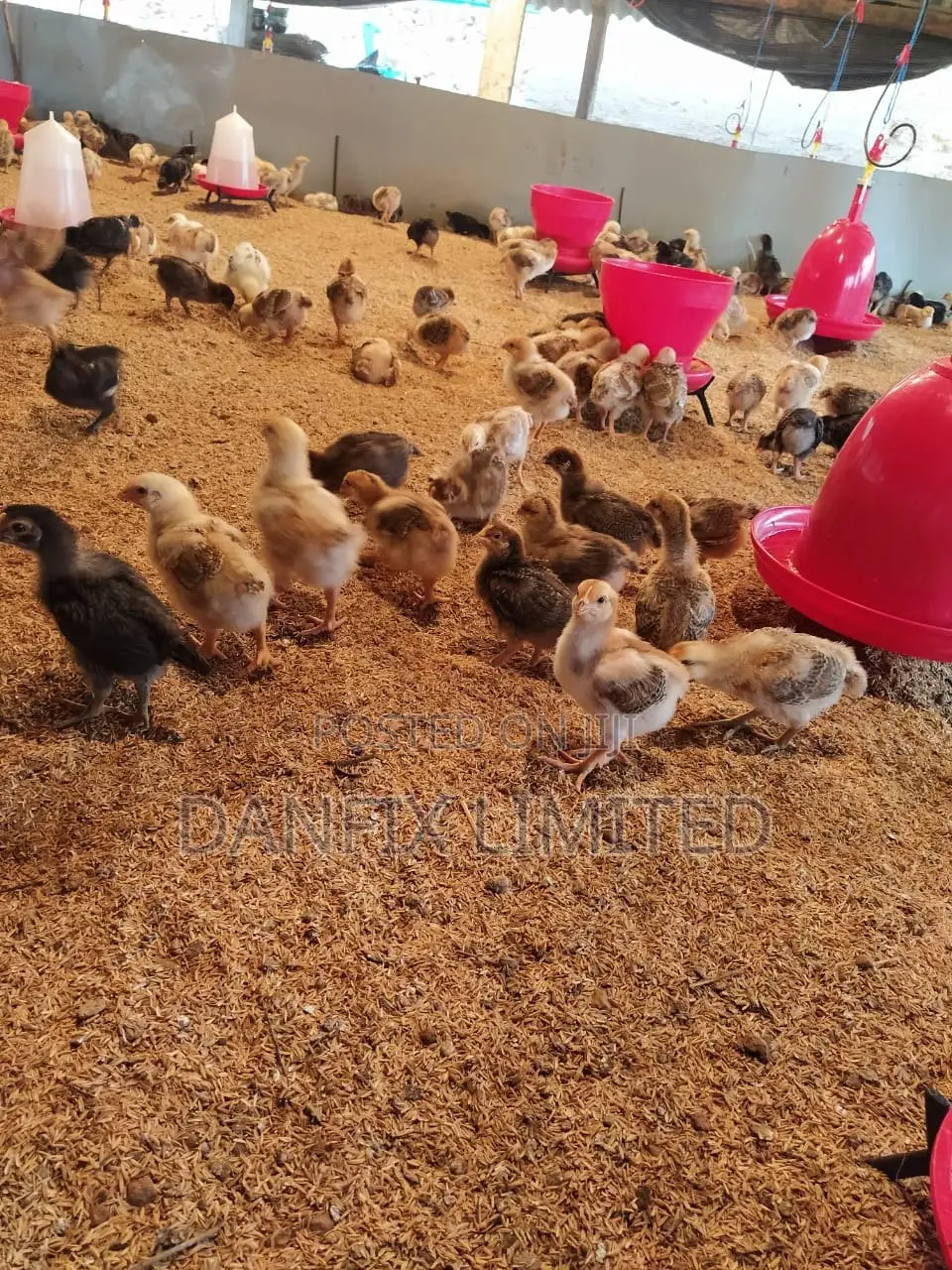 Two Weeks Old Chicks(Improved Kienyeji)