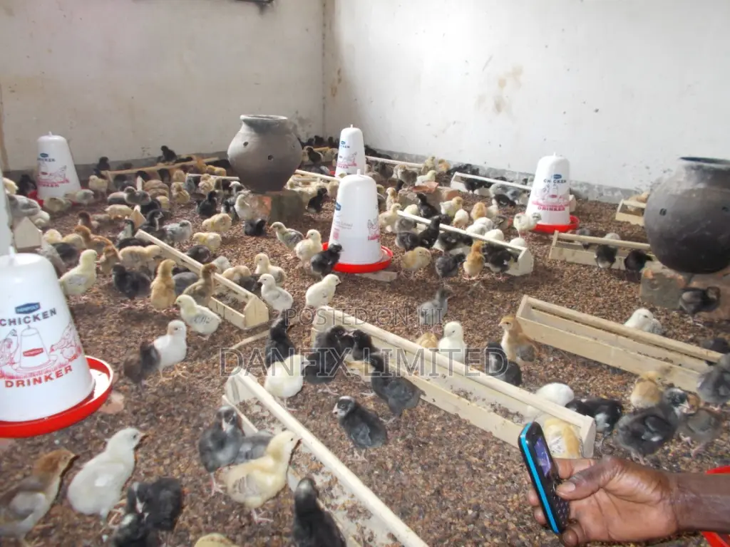 One Week Old Chicks Available (Improved Kienyeji)