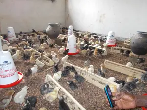 One Week Old Chicks Available (Improved Kienyeji)